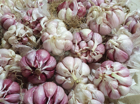 What's the Difference Between Culinary & Seed Garlic?