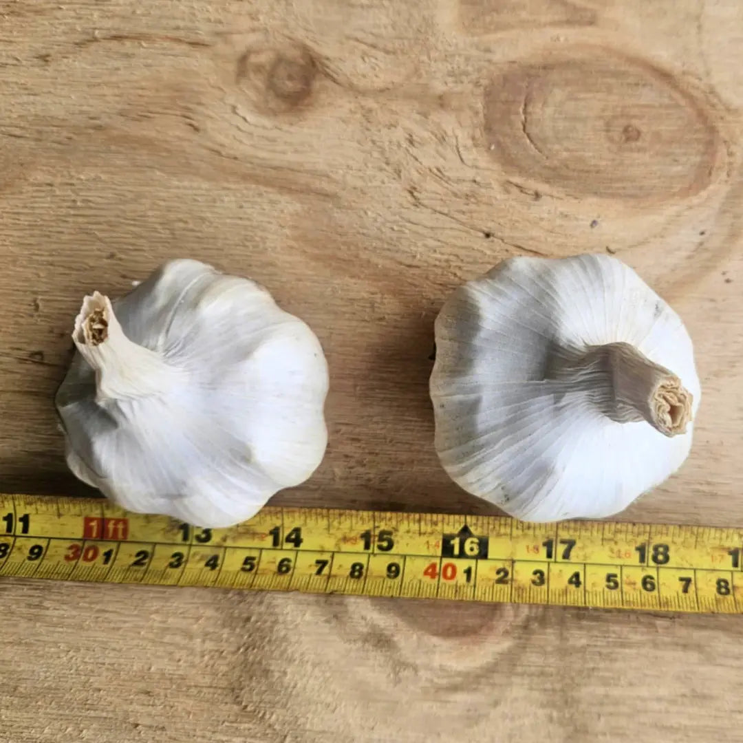 Fresh Australian Garlic (12 Bulbs)