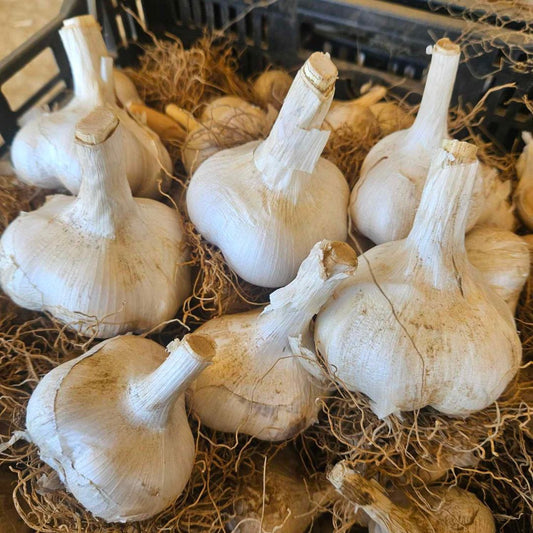 Elephant Garlic - 4 Bulbs