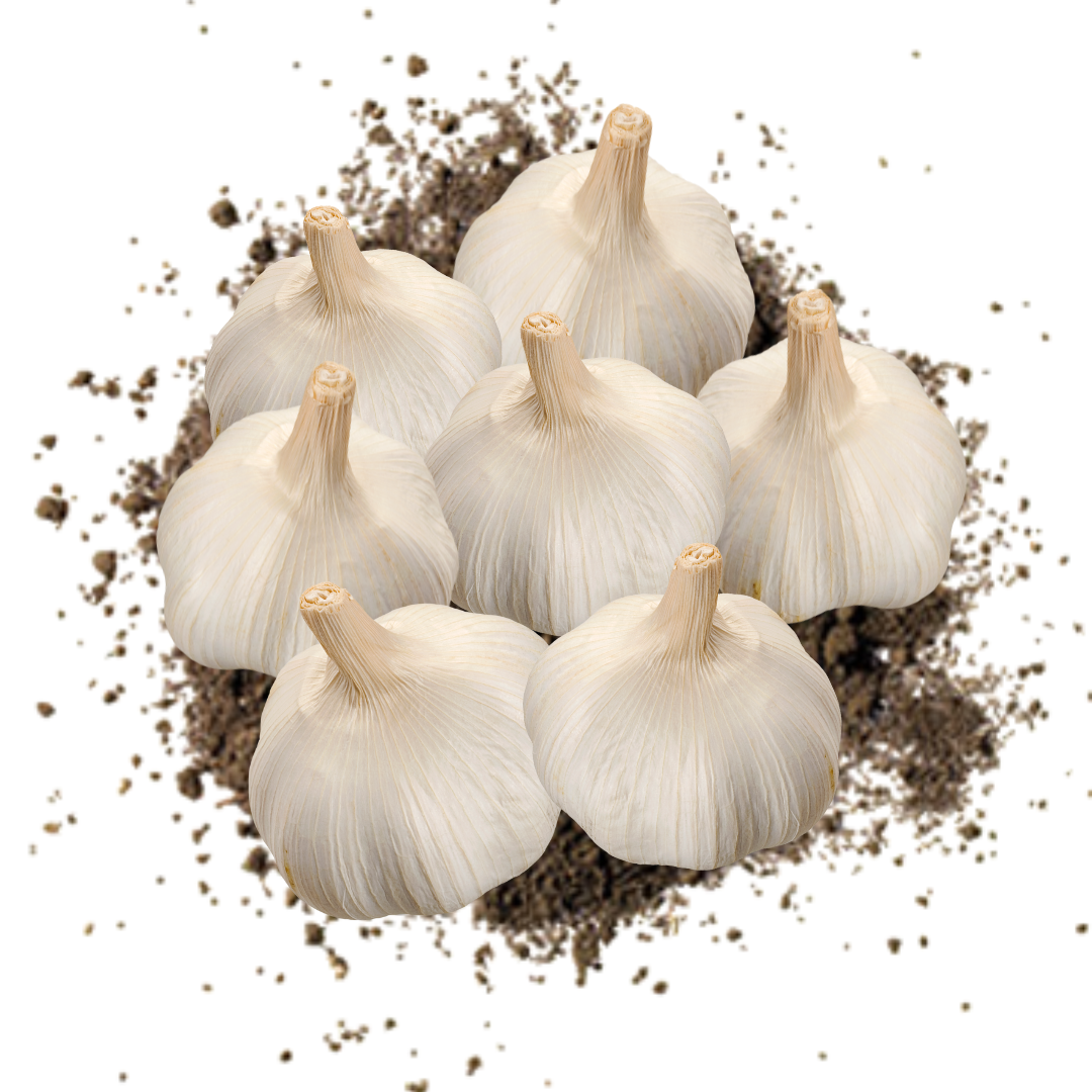 Fresh Australian Garlic - 10 medium bulbs
