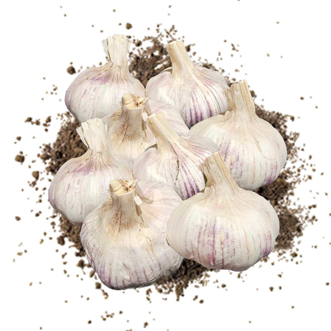 Purple Australian Garlic (10 Bulbs)