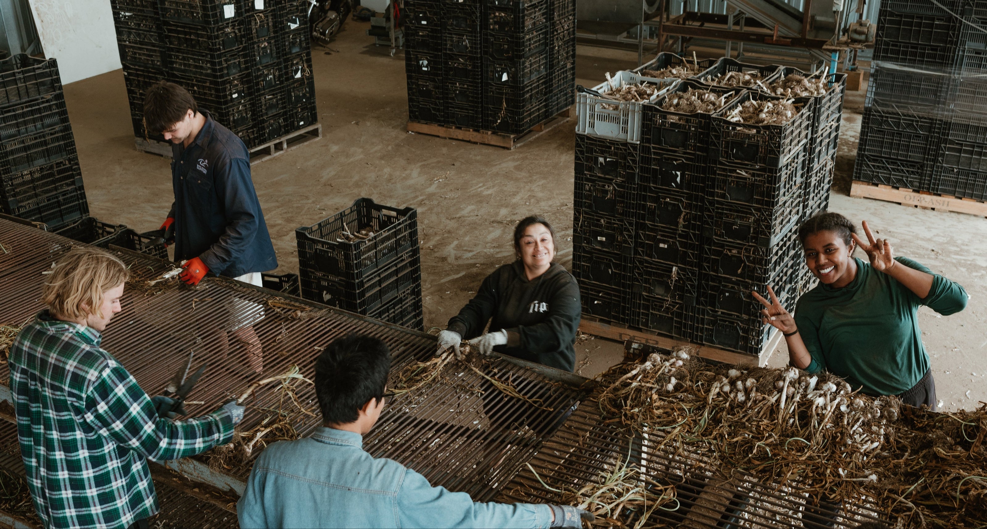 People working with crates and garlic plants in a warehouse setting