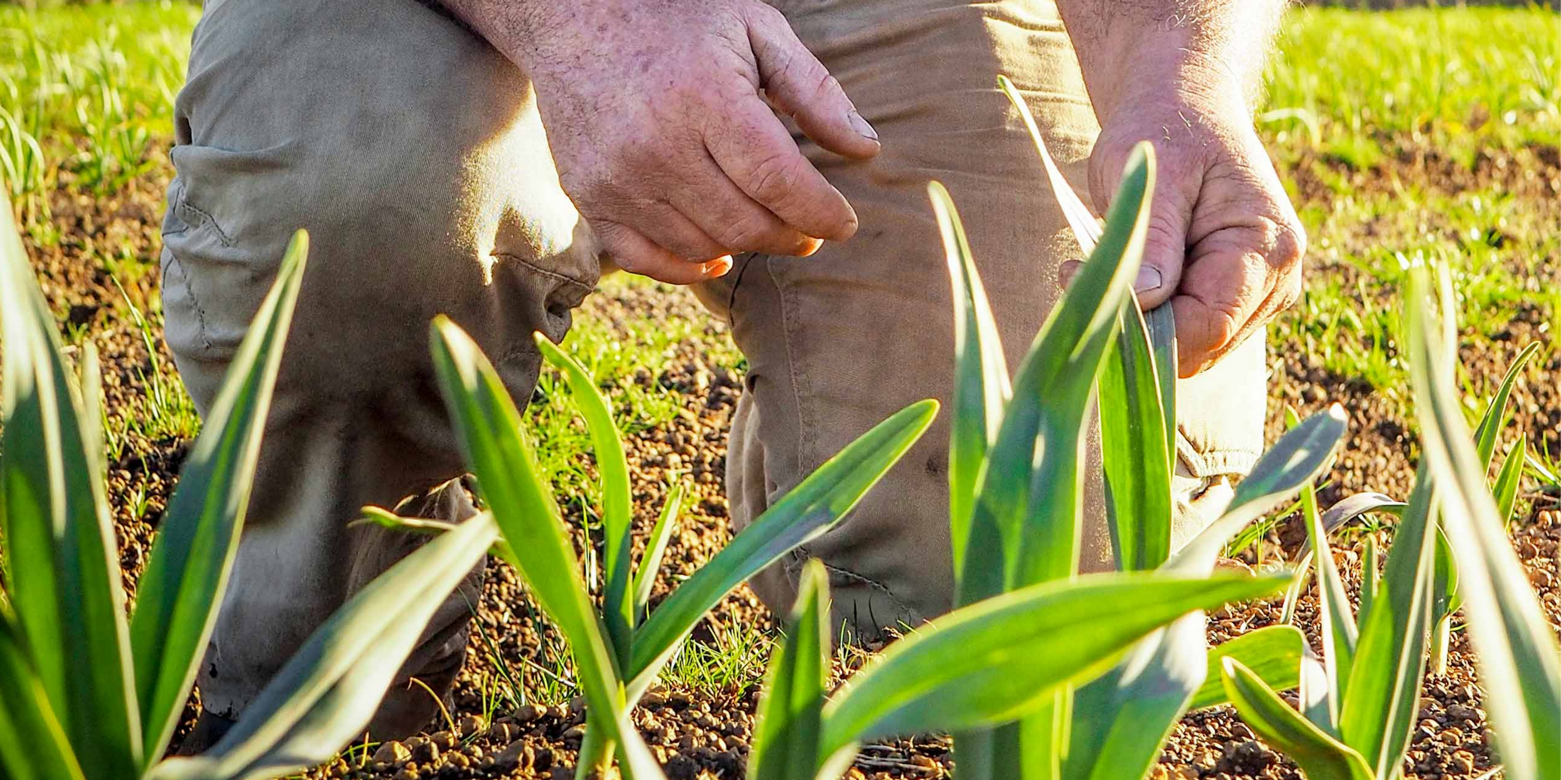 A man kneeling in a field behind some garlic plants.